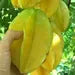 Star Fruit Averrhoa Carambola Bell Seedling Potted Starfruit Plant Tree