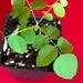 Star Fruit Averrhoa Carambola Bell Seedling Potted Starfruit Plant Tree