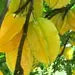 Star Fruit Averrhoa Carambola Bell Seedling Potted Starfruit Plant Tree