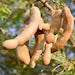 Tamarind Live Starter Plant for Planting, Tamarind Fruit Tree, Tamarind Tree Plant Seedling