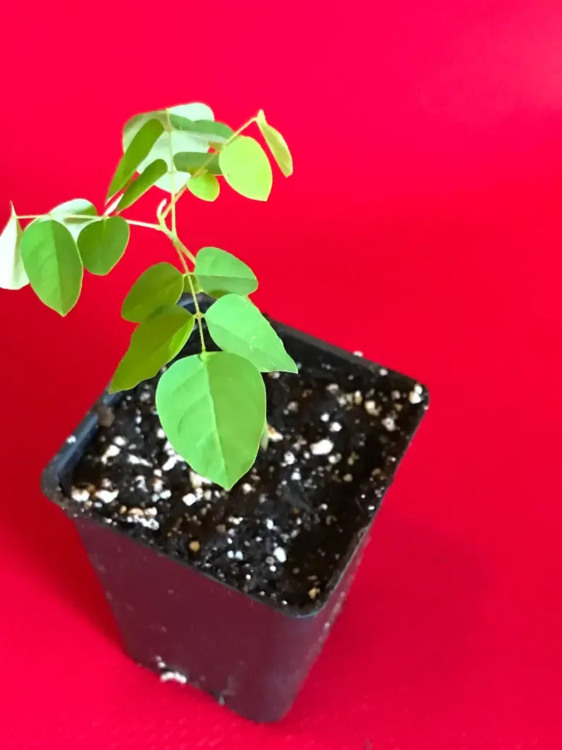 Star Fruit Averrhoa Carambola Bell Seedling Potted Starfruit Plant Tree