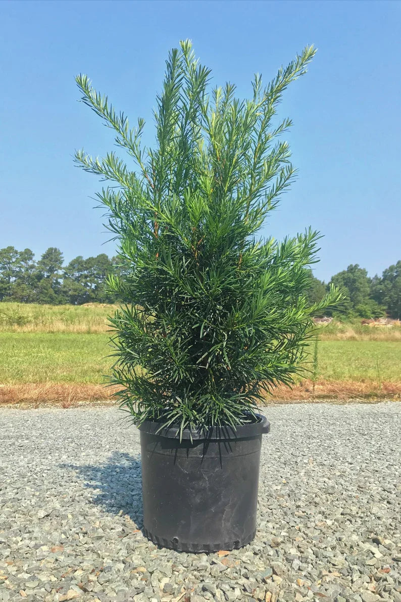Podocarpus Macrophyllus Plant | Evergreen Shrub