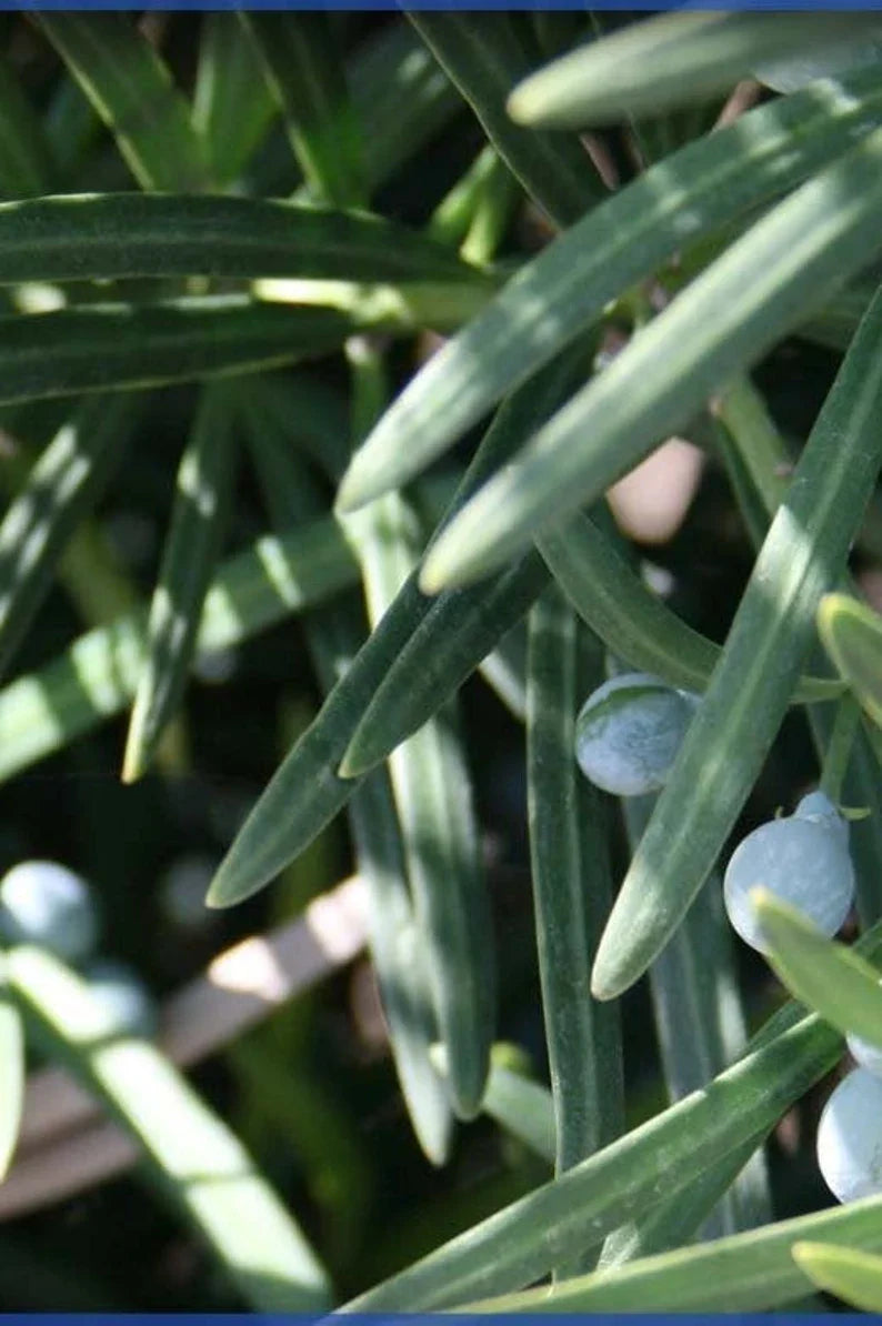 Podocarpus Macrophyllus Plant | Evergreen Shrub