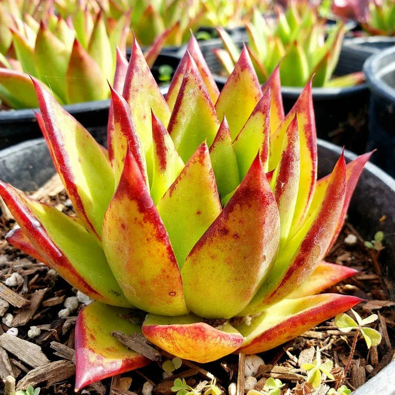 Echeveria 'Lipstick' Succulent: Rare Agavoides Form, Red Edged