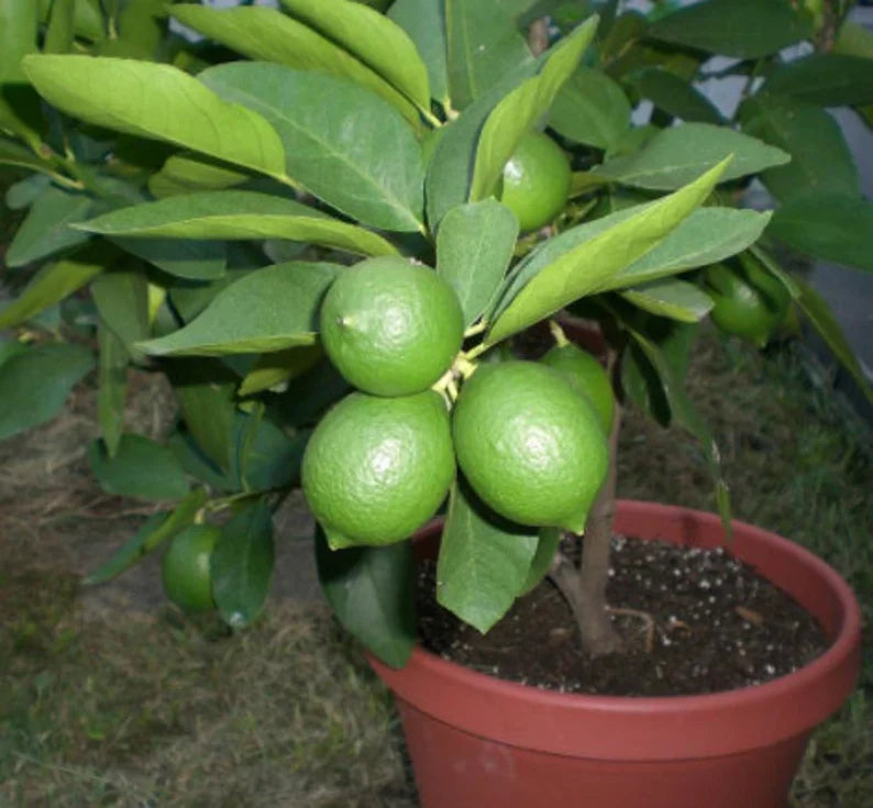 RARE Key LIME Fruit-Grow indoors in a Pot - Very Juicy fruit