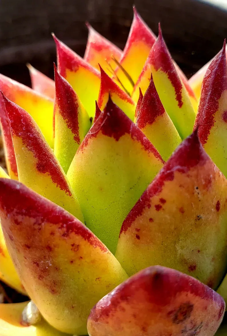 Echeveria 'Lipstick' Succulent: Rare Agavoides Form, Red Edged