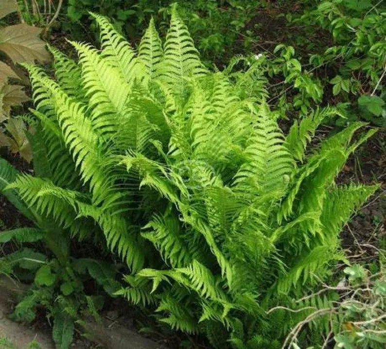 Ostrich Ferns - 1 well established root