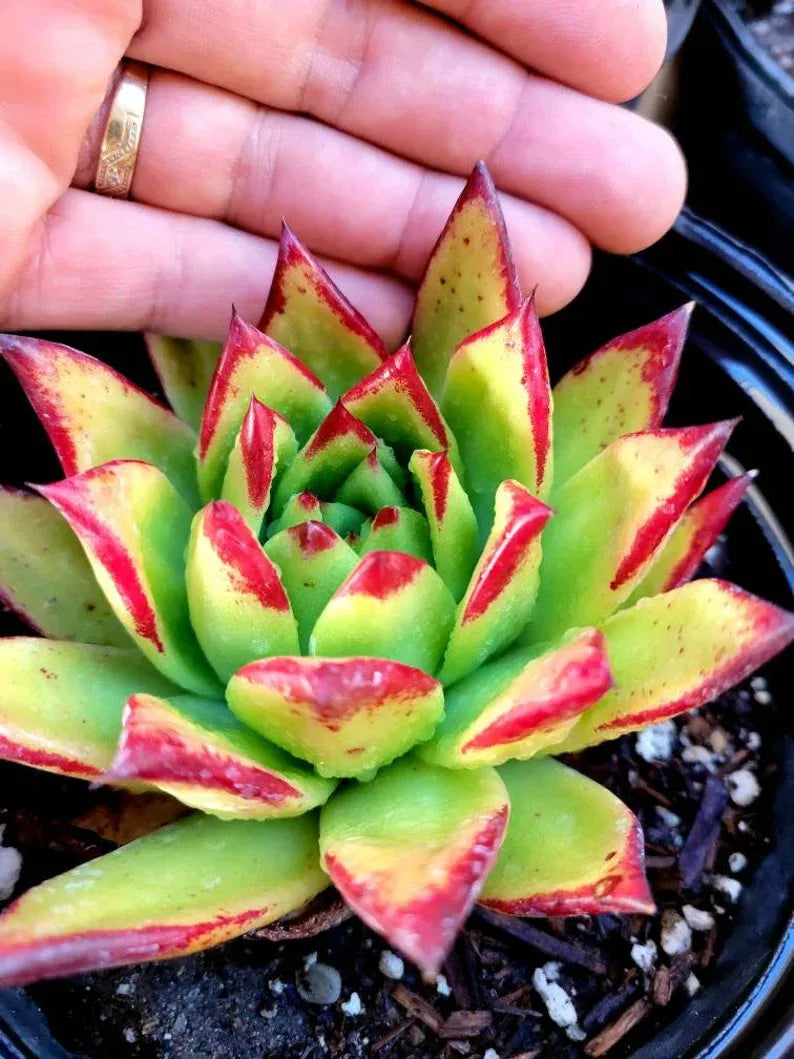 Echeveria 'Lipstick' Succulent: Rare Agavoides Form, Red Edged