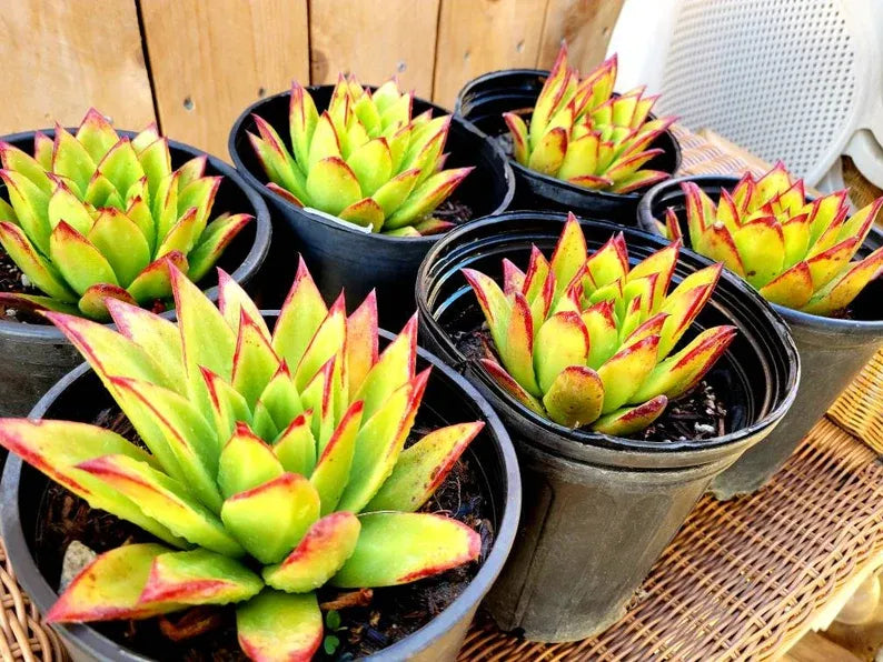 Echeveria 'Lipstick' Succulent: Rare Agavoides Form, Red Edged