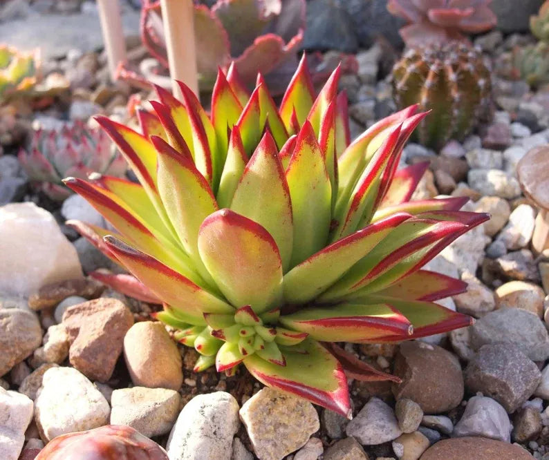 Echeveria 'Lipstick' Succulent: Rare Agavoides Form, Red Edged