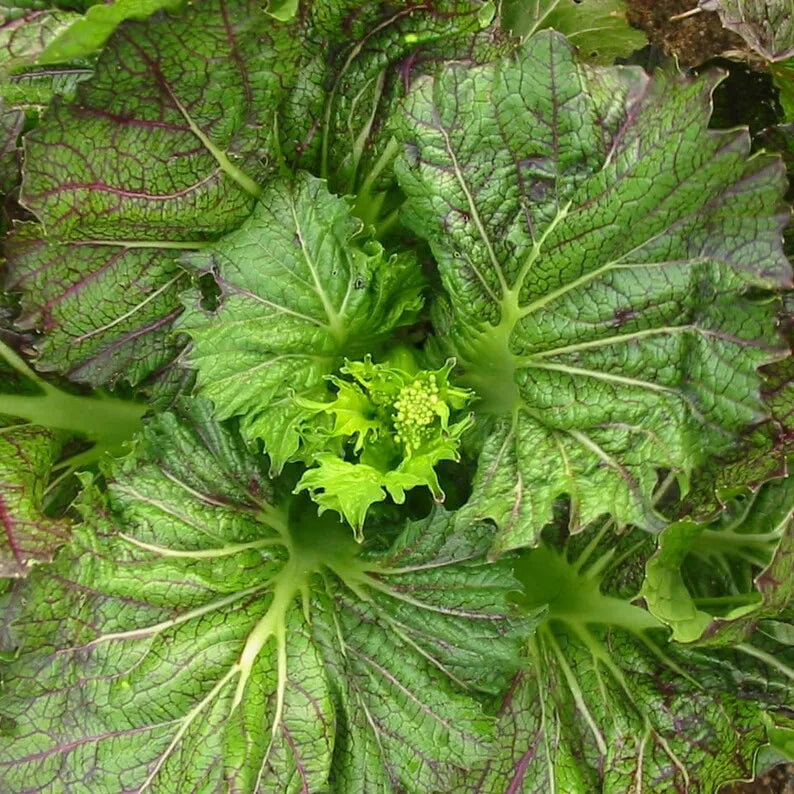 Mustard Komatsuna spinach organic seed 25