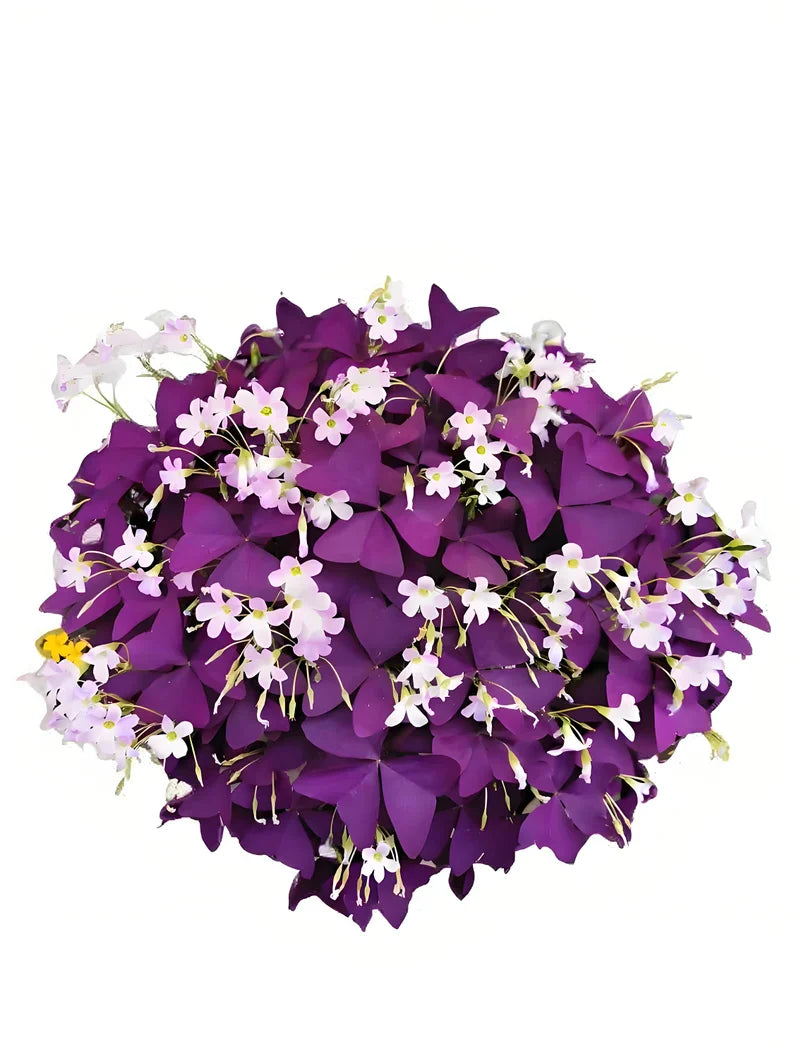 Purple Oxalis Wood Sorrel (Purple Shamrock)，8-12 Bulbs-Worthy Live Plant bundle, Grow Indoor or Outdoor for Decoration or Gift