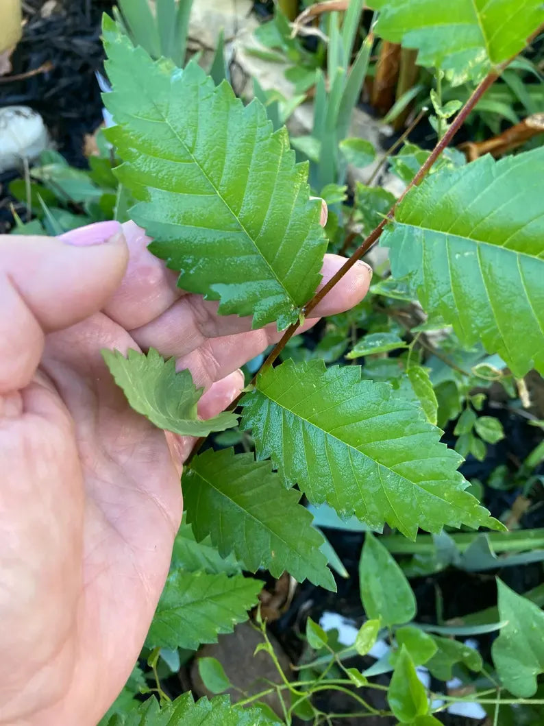 American Elm Tree - Medium Size