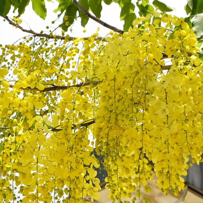 Cassia fistula (Golden Rain Tree) Tree , Medium-Sized, Beautiful, Showy Golden Flowers, Drought-Tolerant, Low Maintenance
