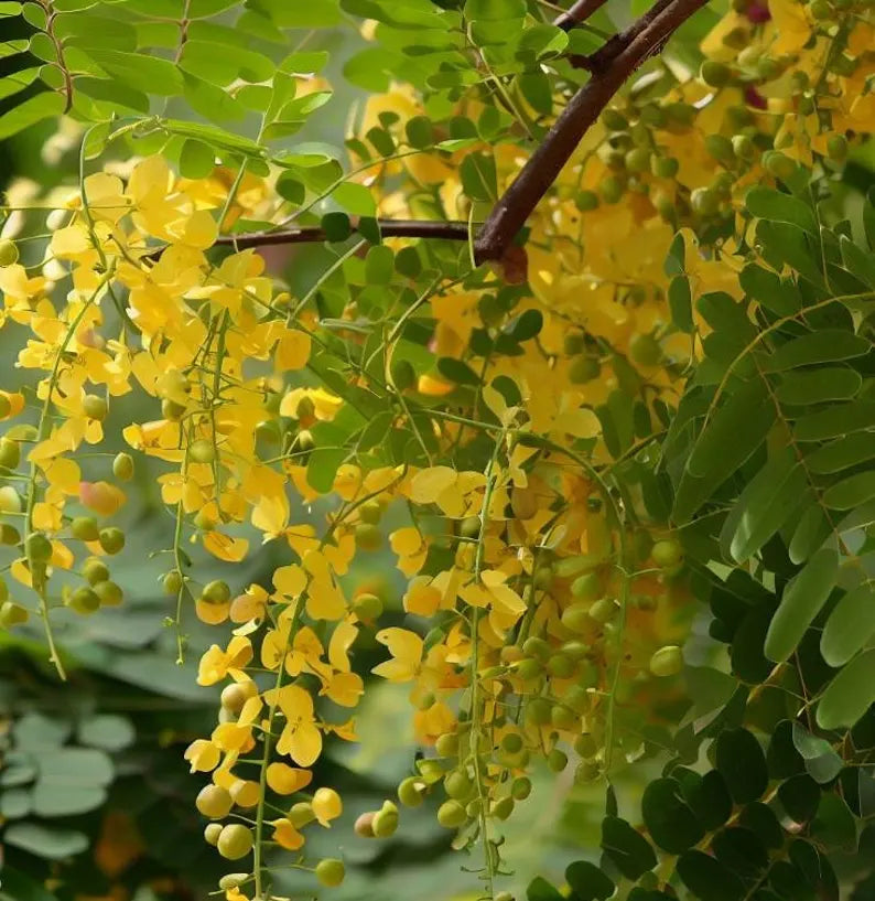 Cassia fistula (Golden Rain Tree) Tree , Medium-Sized, Beautiful, Showy Golden Flowers, Drought-Tolerant, Low Maintenance