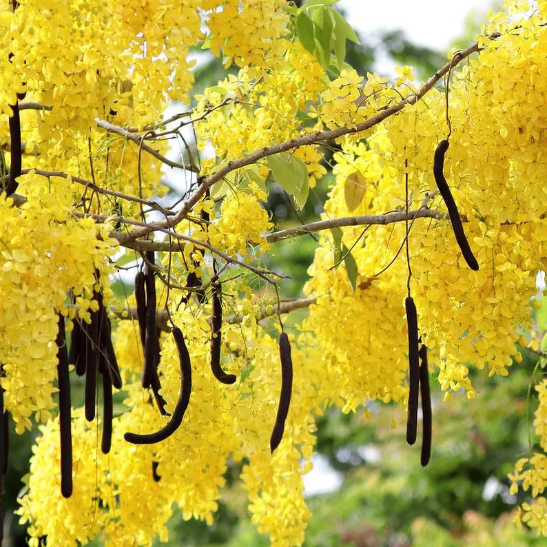 Cassia fistula (Golden Rain Tree) Tree , Medium-Sized, Beautiful, Showy Golden Flowers, Drought-Tolerant, Low Maintenance