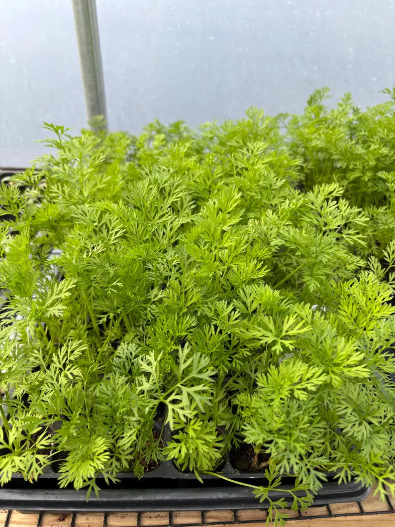 Carrot Live Plant - Seedlings