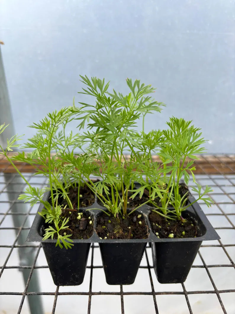 Carrot Live Plant - Seedlings