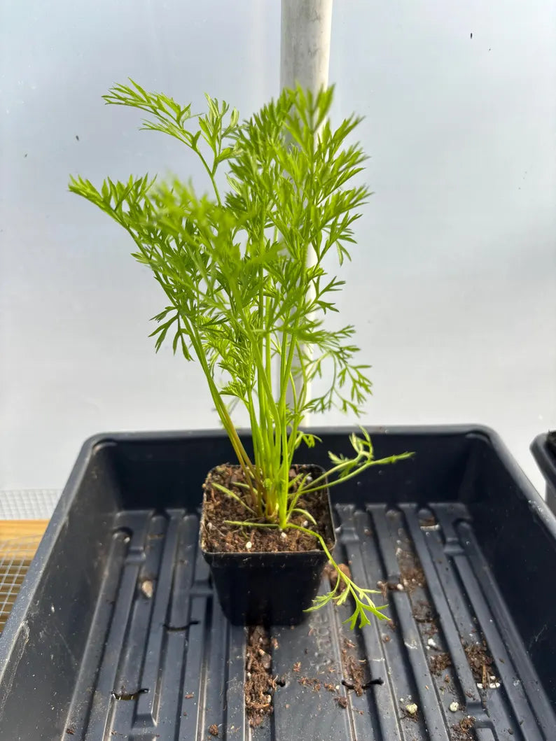 Carrot Live Plant - Seedlings