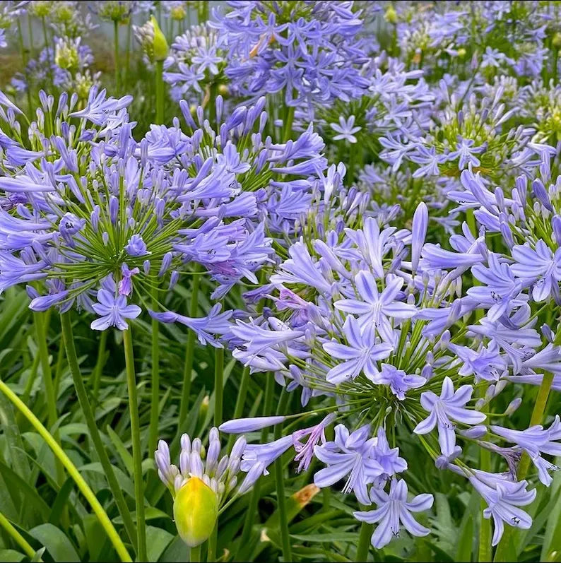 Live Blue Agapanthus Plant African Lily Hardy Perennial Flower Plant Lily of the Nile Seedling 5-6"Tall