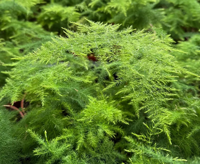 Asparagus Fern | Rare Houseplant in