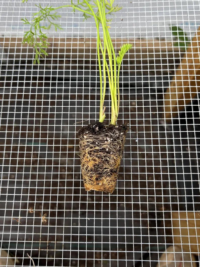 Carrot Live Plant - Seedlings