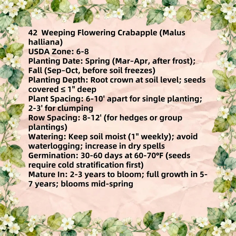 Flowering Crabapple Seeds | Malus halliana Koehne