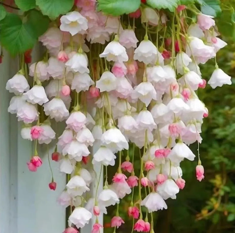 Flowering Crabapple Seeds | Malus halliana Koehne