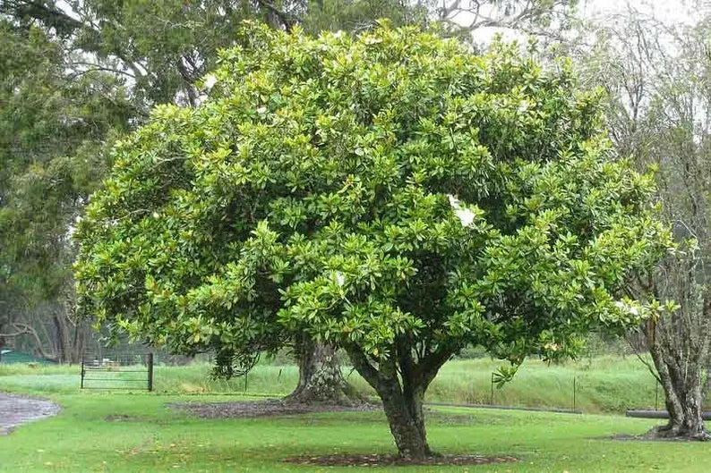 White Jade Tree: Nature's Precious Gem