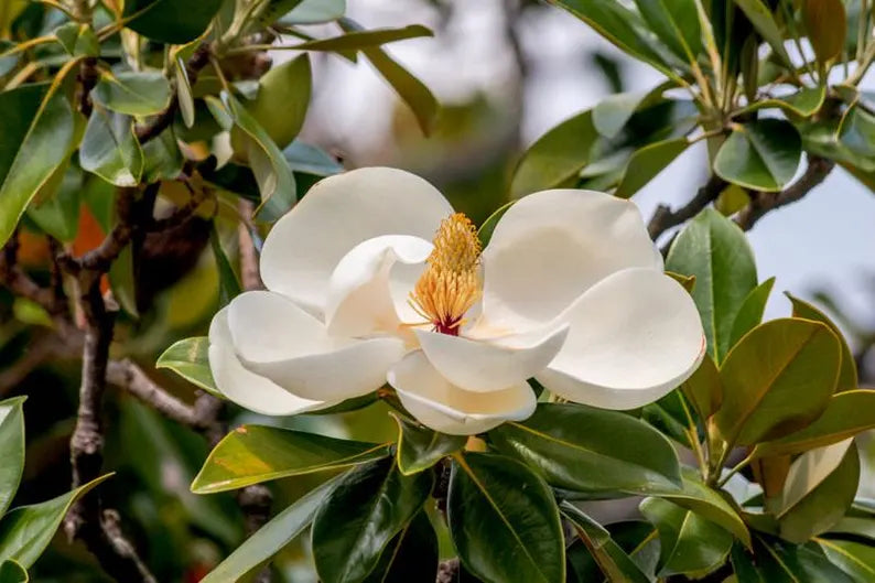 White Jade Tree: Nature's Precious Gem