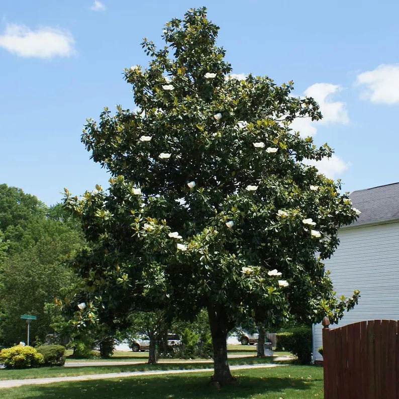 White Jade Tree: Nature's Precious Gem