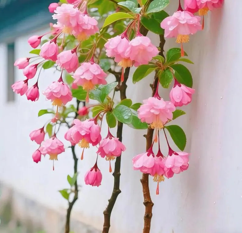 Flowering Crabapple Seeds | Malus halliana Koehne