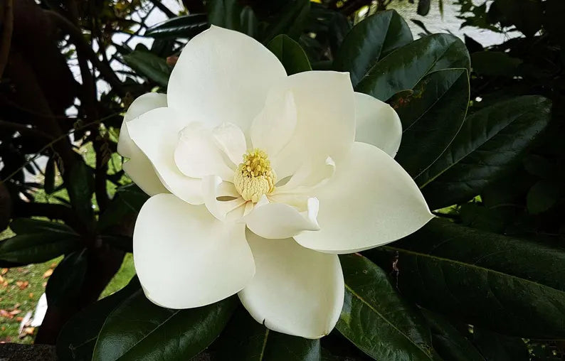 White Jade Tree: Nature's Precious Gem