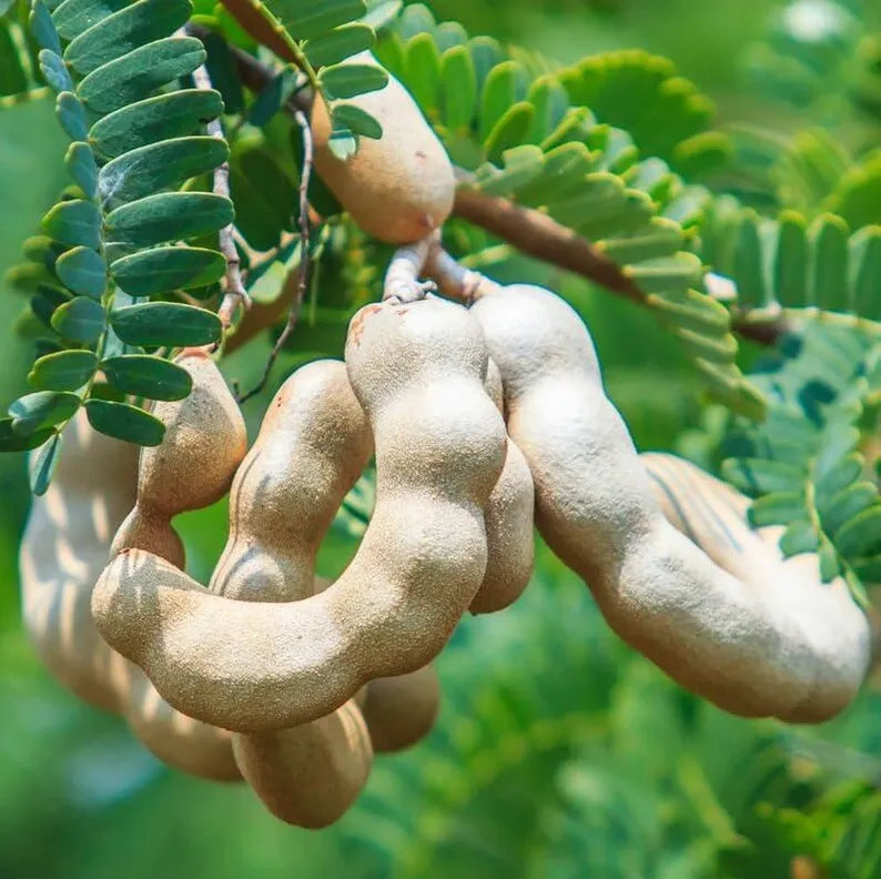 Tamarind Live Starter Plant for Planting, Tamarind Fruit Tree, Tamarind Tree Plant Seedling