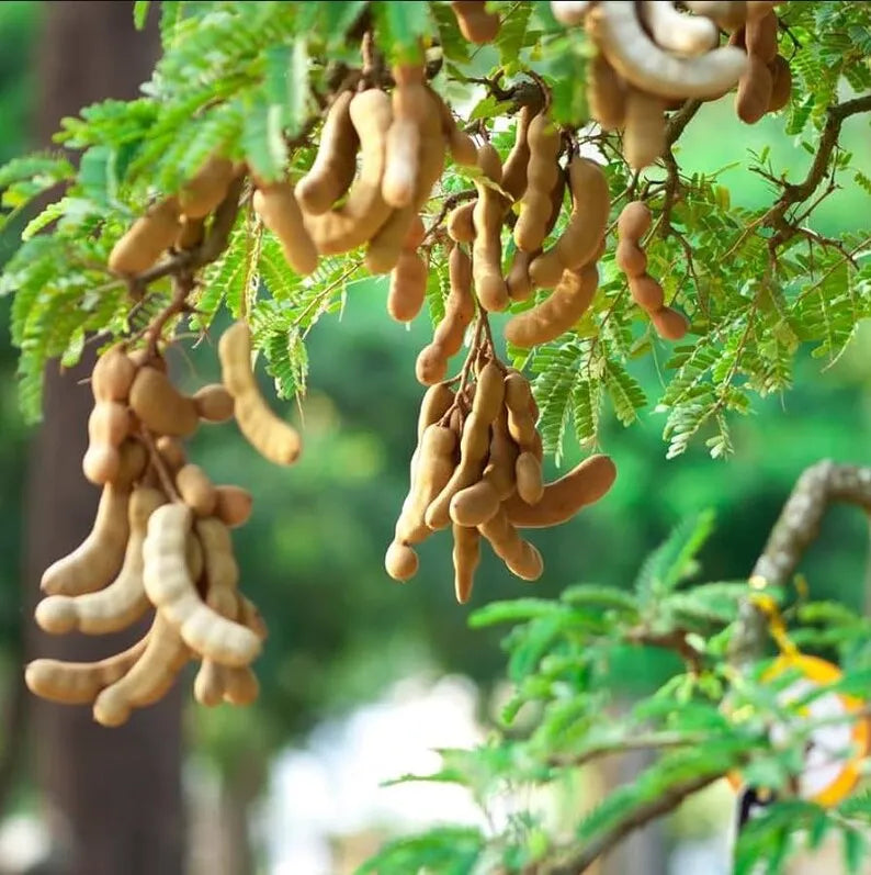 Tamarind Live Starter Plant for Planting, Tamarind Fruit Tree, Tamarind Tree Plant Seedling