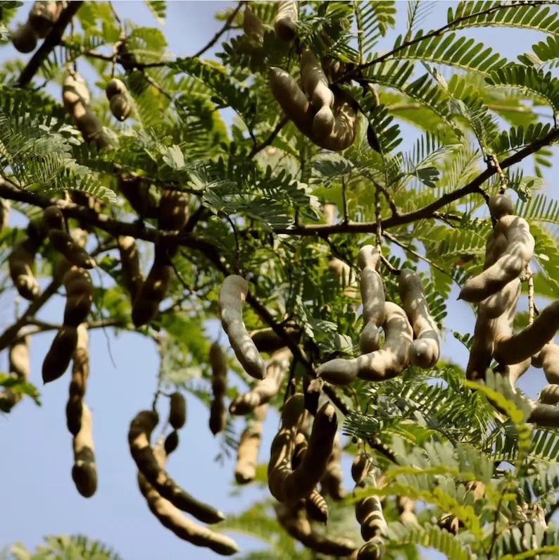 Tamarind Live Starter Plant for Planting, Tamarind Fruit Tree, Tamarind Tree Plant Seedling