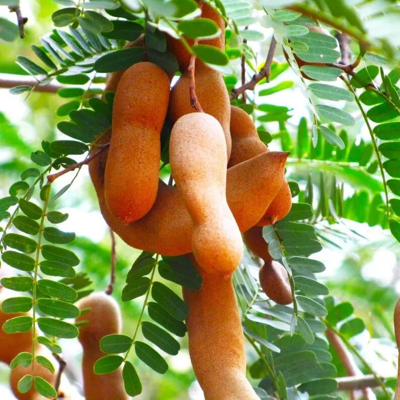 Tamarind Live Starter Plant for Planting, Tamarind Fruit Tree, Tamarind Tree Plant Seedling