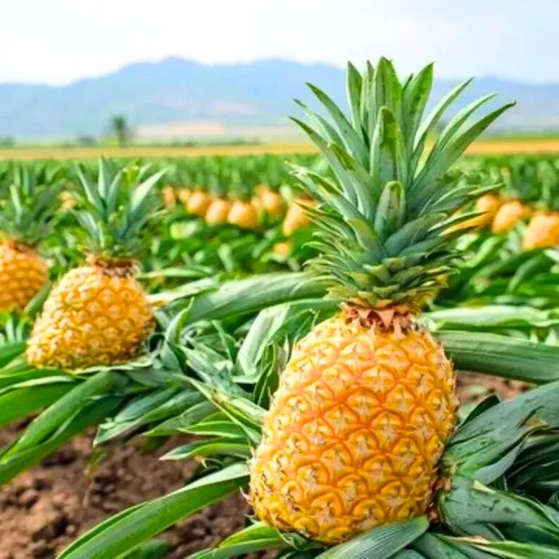 Gold Pineapple Plant Live,  No Pot, Sweet Pineapple Fruit Seedling