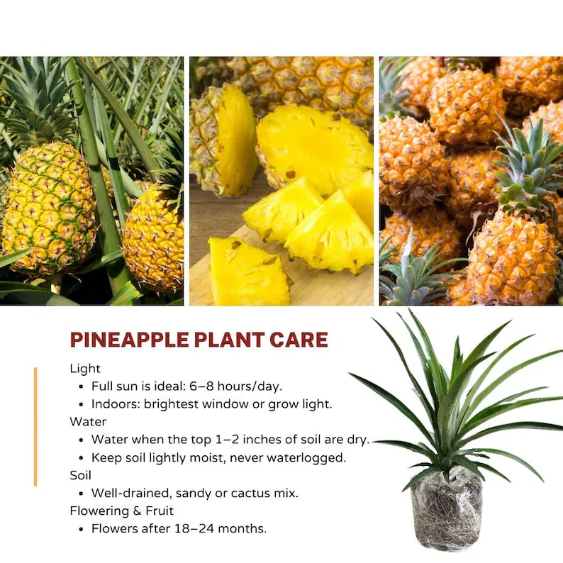 Gold Pineapple Plant Live,  No Pot, Sweet Pineapple Fruit Seedling