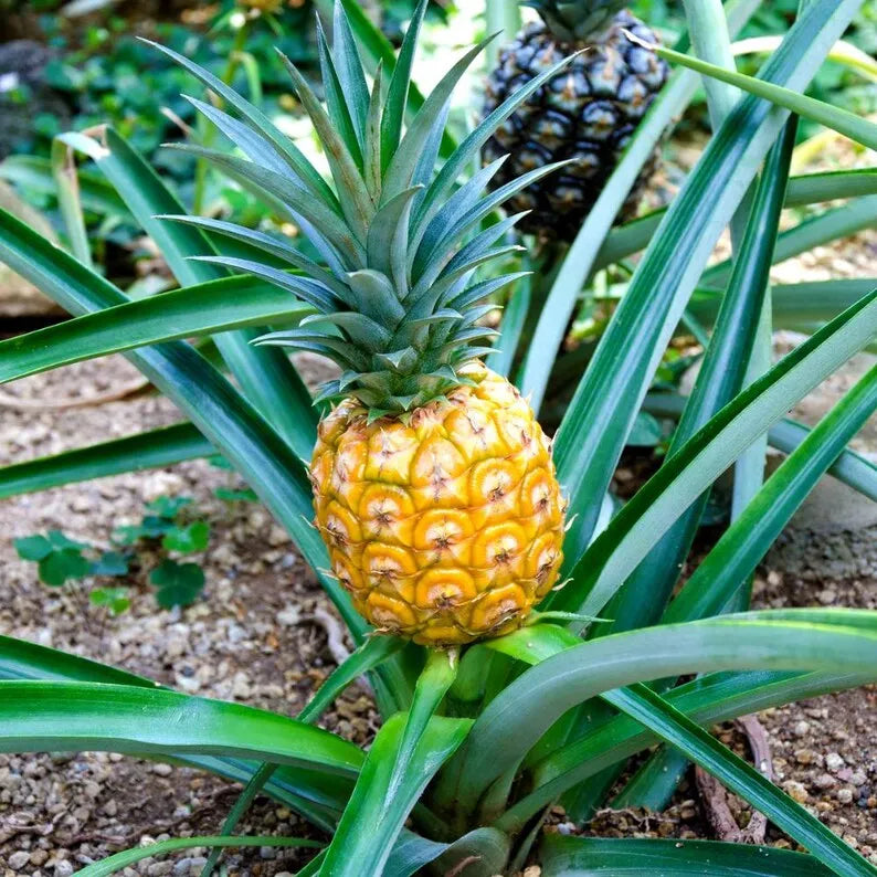 Gold Pineapple Plant Live,  No Pot, Sweet Pineapple Fruit Seedling