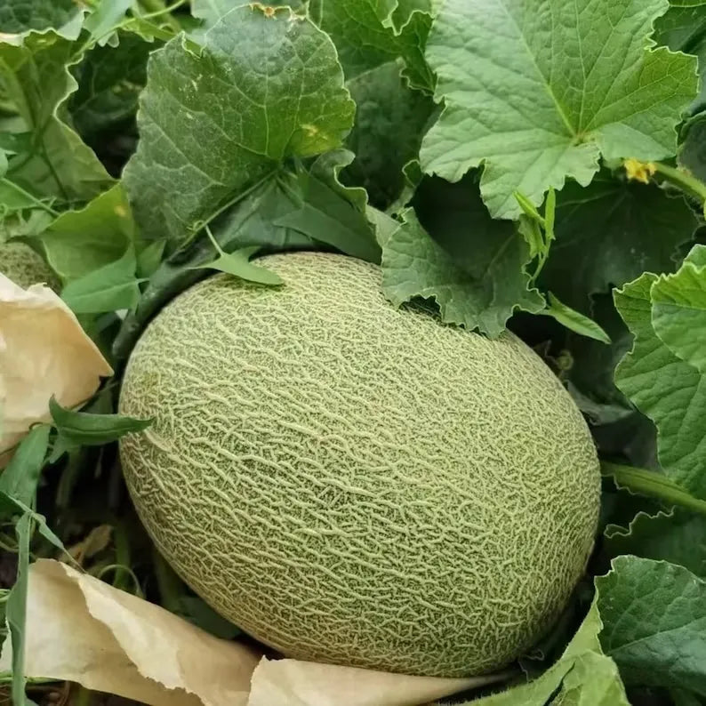 Hami Melon Seeds Summer Fruit Seeds