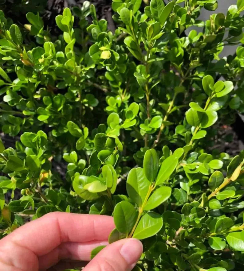 Japanese Boxwood Cuttings Unrooted  - Evergreen Hedge Plant for Borders, Topiary & Landscaping
