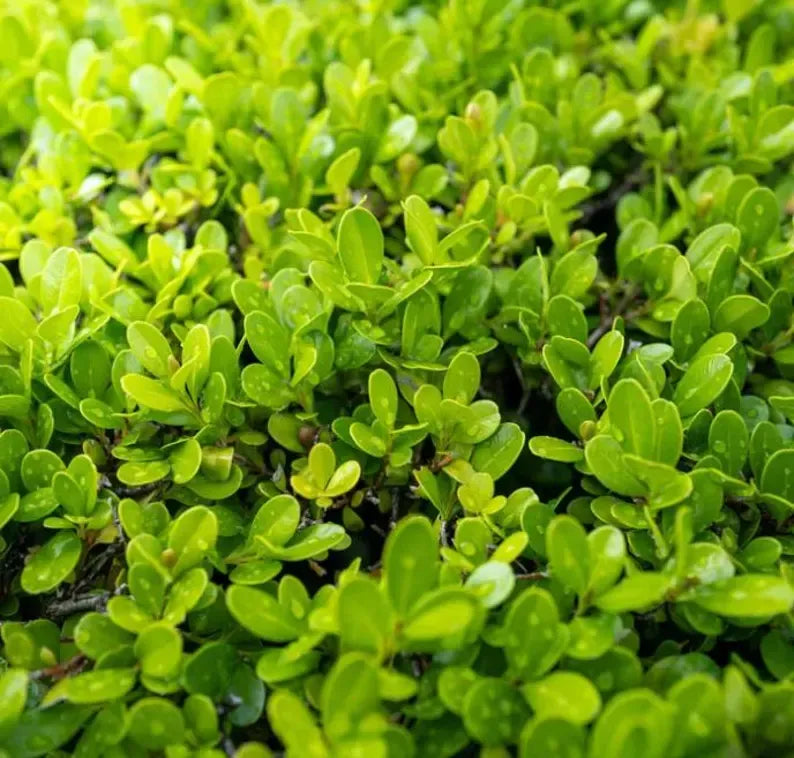 Japanese Boxwood Cuttings Unrooted  - Evergreen Hedge Plant for Borders, Topiary & Landscaping