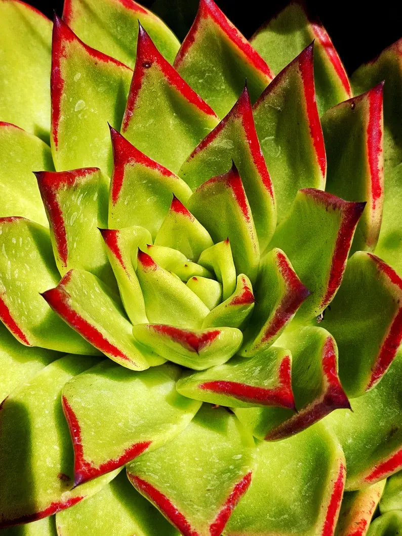 Echeveria 'Lipstick' Succulent: Rare Agavoides Form, Red Edged