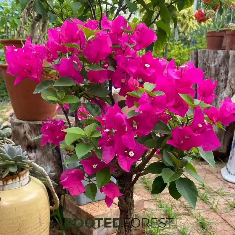 Bougainvillea Seedlings — Vibrant Tropical Climbing Vines, Colorful Flowering Shrubs, Garden Decor