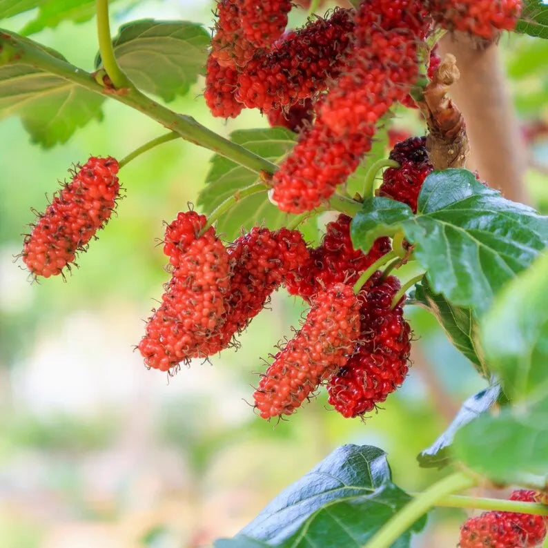 Red Mulberry Plant,  Tall - Live Fruit Tree Starter