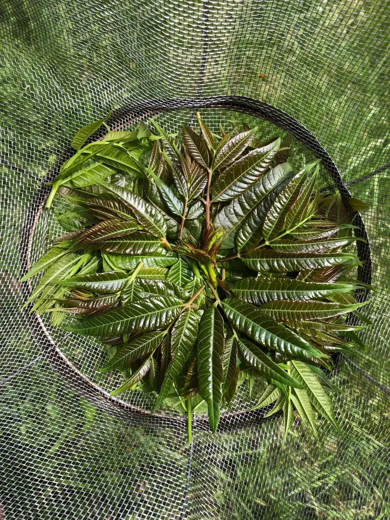 Toona sinensis 1-2 Feet Tall Potted Plant | edible leaf, perennial vegetable