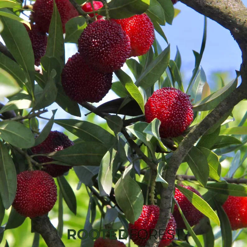 Yumberry Tree Seedling – Live Yongjia Waxberry Plant, Exotic Fruit Starter