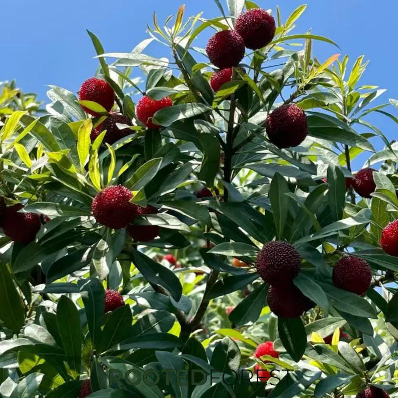 Yumberry Tree Seedling – Live Yongjia Waxberry Plant, Exotic Fruit Starter