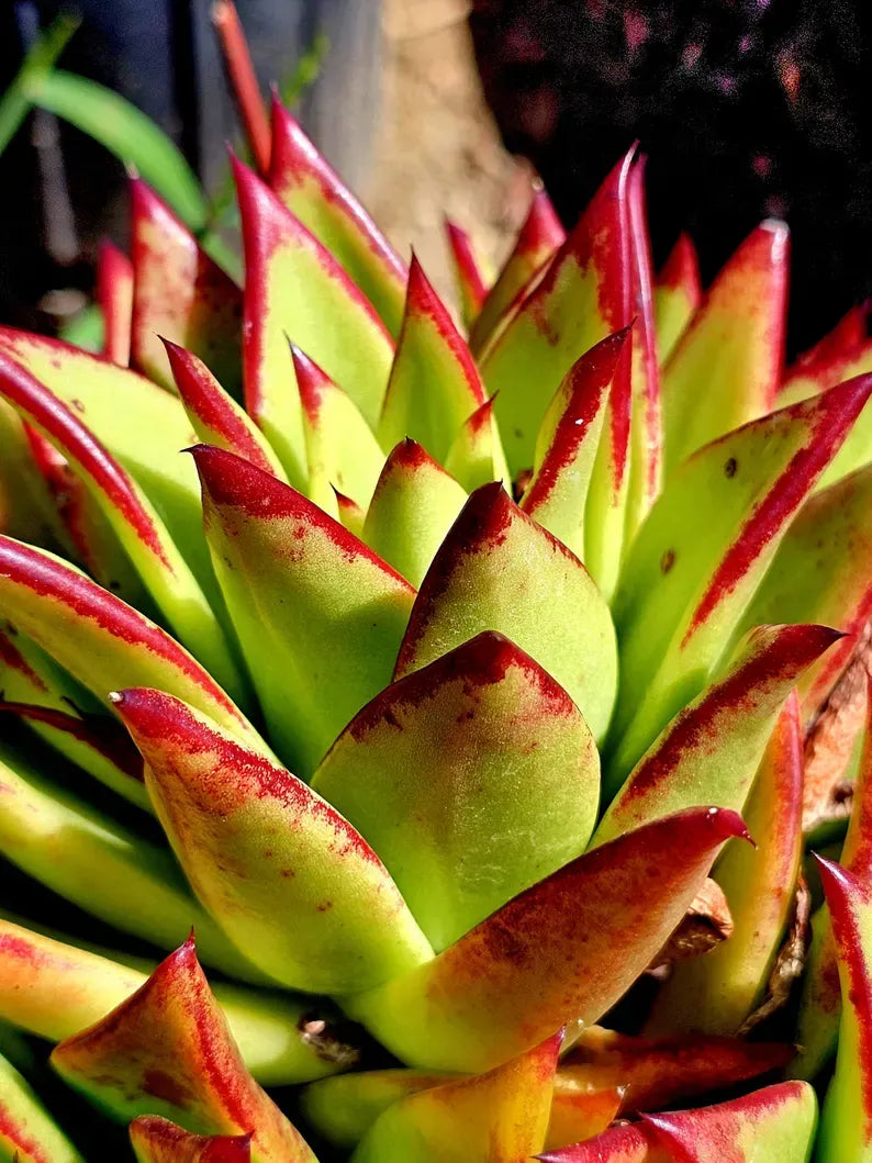 Echeveria 'Lipstick' Succulent: Rare Agavoides Form, Red Edged